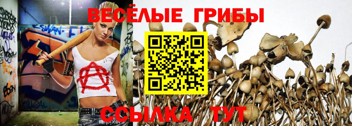 Псилоцибиновые грибы Psilocybe Кашира